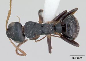 Camponotus sanctaefidei casent0173557 dorsal 1.jpg