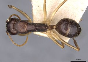 Camponotus santosi casent0910017 d 1 high.jpg