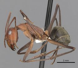 Camponotus wiederkehri casent0280208 p 1 high.jpg