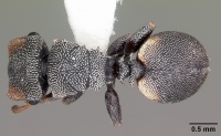 Cephalotes texanus casent0104842 dorsal 1.jpg