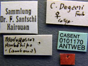 Crematogaster degeeri casent0101170 label 1.jpg