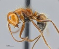 MCZ ENT Calomyrmex Ph sp1 hal 2.jpg