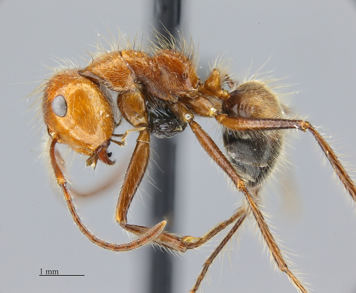 File:MCZ ENT Calomyrmex Ph sp1 hal 2.jpg