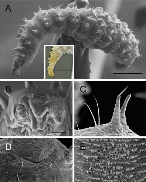 File:Myopias darioi larva and pre-pupa.jpg