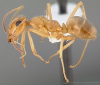 Myrmecocystus testaceus casent0005423 profile 1.jpg