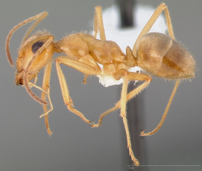 File:Myrmecocystus testaceus casent0005423 profile 1.jpg