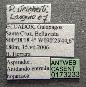 Paratrechina steinheili casent0173233 label 1.jpg