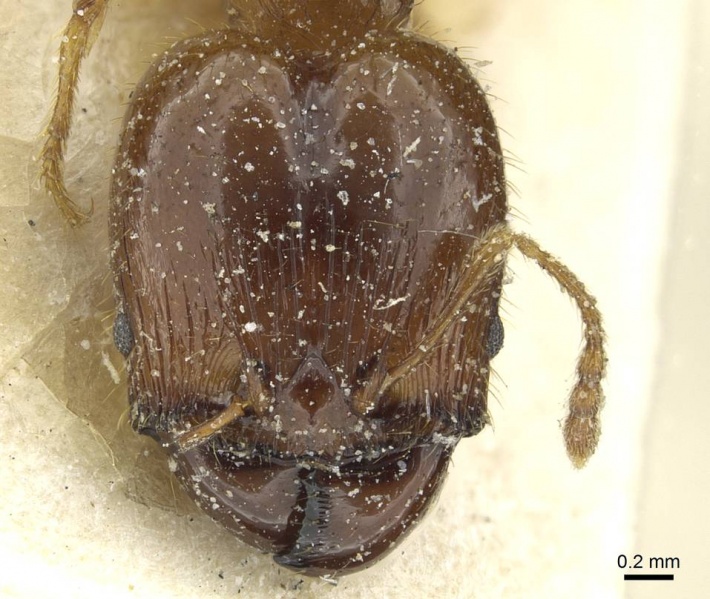 File:Pheidole brunnescens casent0913282 h 1 high.jpg