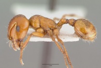 Pogonomyrmex bigbendensis castype14104 profile 1.jpg