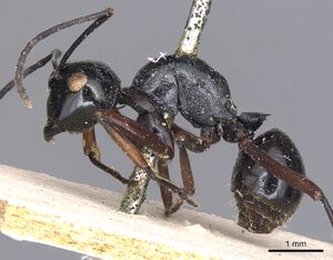 Polyrhachis euryala casent0901820 p 1 high.jpg