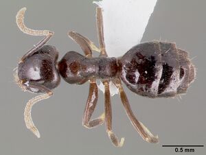 Technomyrmex difficilis casent0003175 dorsal 1.jpg