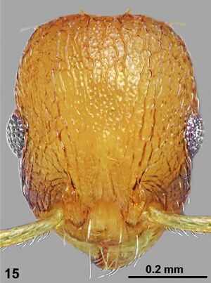 Temnothorax strymonensis F15.jpg