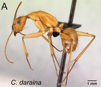 Camponotus daraina 51a.jpg