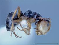 Camponotus dolabratus focol0118-1 p 1 high.jpg