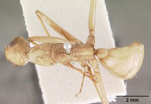 Camponotus gerberti casent0102310 dorsal 1.jpg