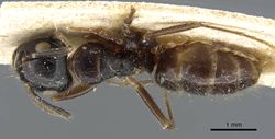 Camponotus simus casent0905449 d 1 high.jpg