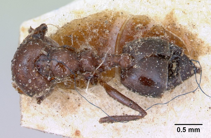 File:Crematogaster senegalensis casent0173210 dorsal 1.jpg