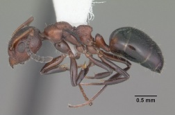 Dolichoderus pustulatus casent0103855 profile 1.jpg