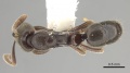 Hypoponera pruinosa casent0260435 d 1 high.jpg
