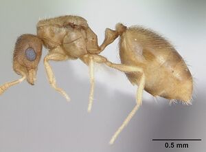 Monomorium cryptobium casent0173583 profile 1.jpg