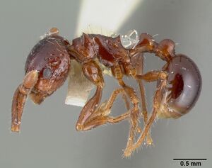 Pristomyrmex quadridens castype06941 profile 1.jpg