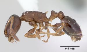 Temnothorax nevadensis casent0103165 profile 1.jpg