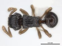 Tetramorium trirugosum D casent0218418.jpg