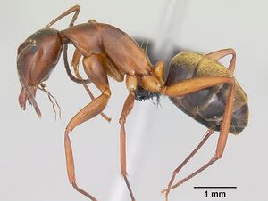 Camponotus aurosus casent0104992 profile 1.jpg