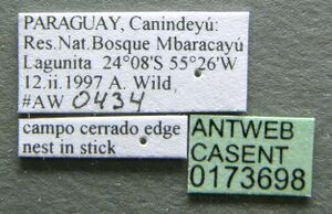 Cephalotes pellans casent0173698 label 1.jpg