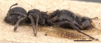 Crematogaster peringueyi casent0904505 p 1 high.jpg