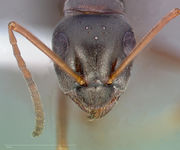 Formica podzolica casent0005373 head 1.jpg