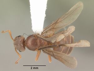 Lasius umbratus casent0103997 dorsal 1.jpg