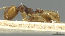 Monomorium epinotale casent0913578 p 1 high.jpg