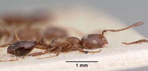 Monomorium subopacum casent0010950 profile 1.jpg