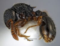 Myrmecina australis ANIC32-047302 side.jpg