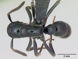 Pachycondyla sikorae casent0487847 dorsal 1.jpg