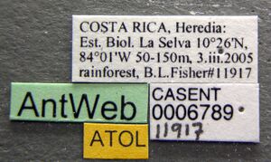 Paraponera clavata casent0006789 label 1.jpg