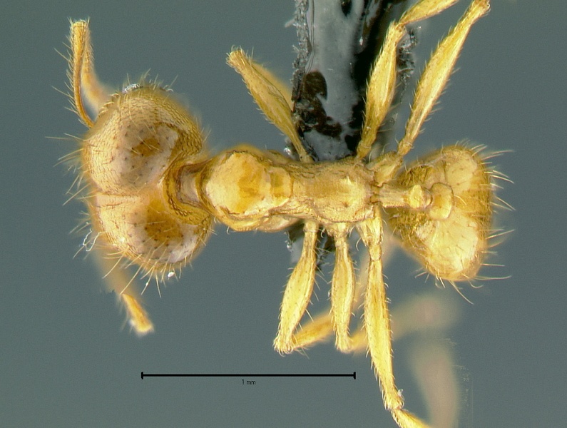 File:Pheidole-jacobsoniDM4x.jpg