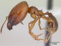 Pheidole cornicula casent0178012 profile 1.jpg