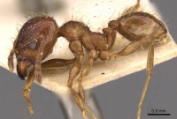 Pheidole laevinota casent0908204 p 1 high.jpg