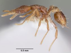 Strumigenys anchiplex casent0102670 profile 1.jpg