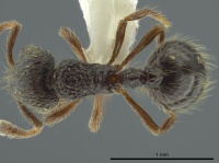 Adelomyrmex nortenyo casent0627812 d 1 high.jpg