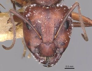 Camponotus alii casent0910107 h 1 high.jpg