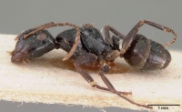 Camponotus leveillei casent0102099 profile 1.jpg