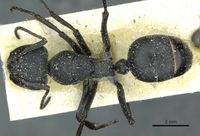 Camponotus mayri casent0911866 d 1 high.jpg