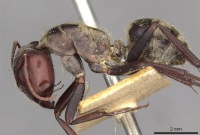 Camponotus mendax casent0910447 p 1 high.jpg