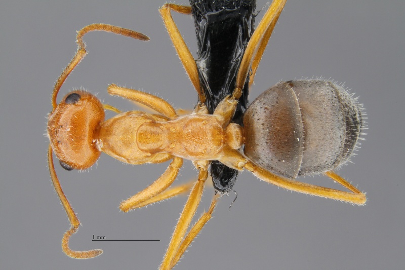 File:MCZ-ENT00668141 Myrmecocystus mimicus had2.jpg