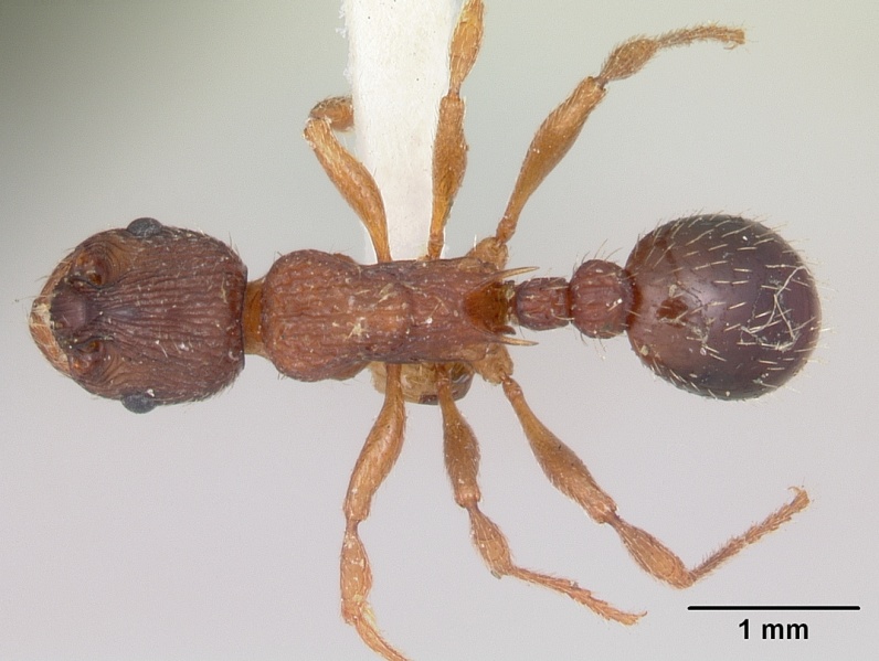 File:Myrmica lobicornis casent0103402 dorsal 1.jpg