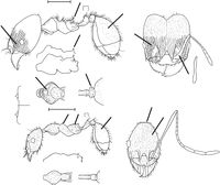 Pheidole claviscapa Wilson 2003.jpg