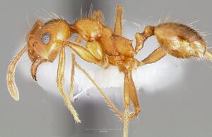 Pheidole hyatti casent0005739 profile 1.jpg